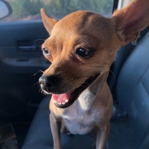 Meet your Posher, Casey